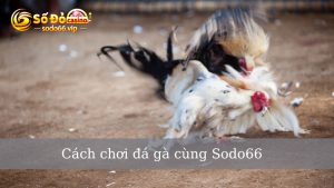 Đá gà Sodo66 - Sân chơi đá gà cực hot không thể bỏ qua