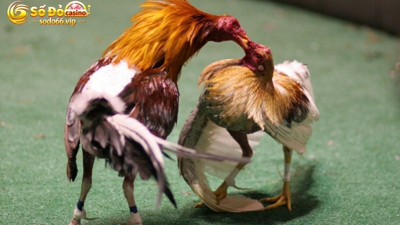 Tìm hiểu kỹ lưỡng thông số của các gà chiến trong trận đấu